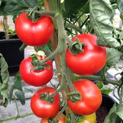 Organic Tomato, Shelf Life : 5-10days