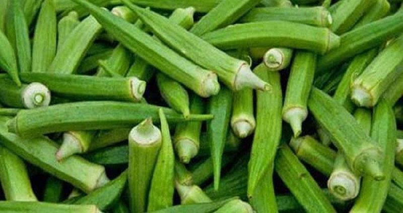 Fresh lady finger manufacturer in kota rajasthan india by earth