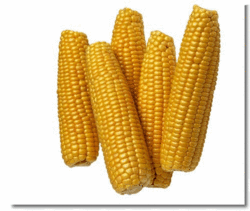 Hybrid Maize Seeds, for Animal Feed, Human Consumption, Agriculture, Packaging Type : Plastic Pouch