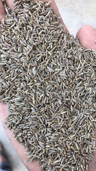 cumin seeds