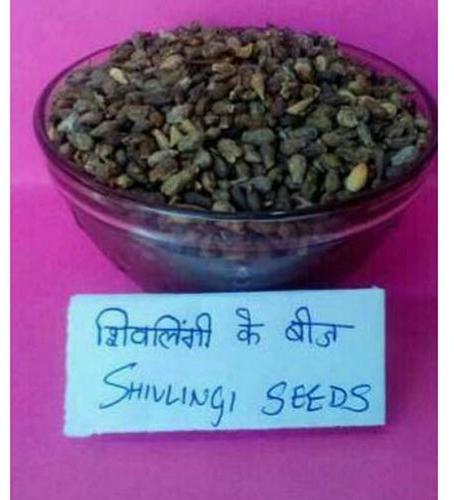 shivlingi seed