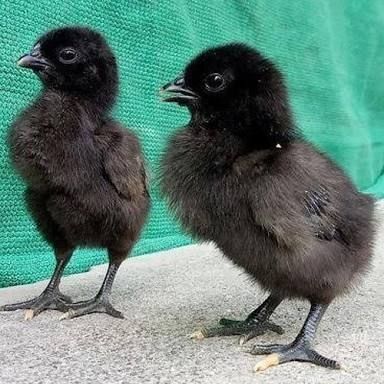 kadaknath day old chicks