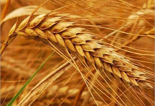Common Wheat Seeds, Purity : 99%