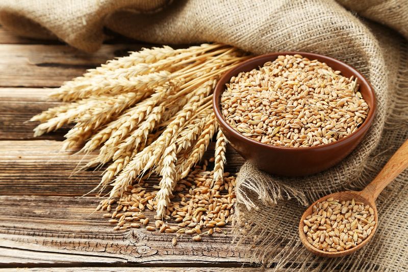 Organic Wheat Seeds, for Beverage, Flour, Packaging Type : Jute Bags