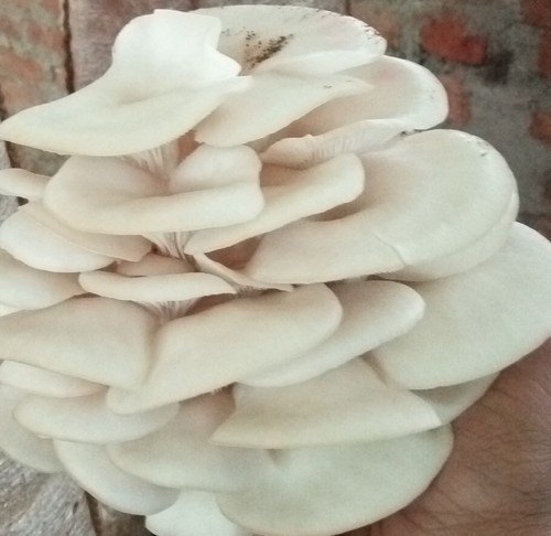 White Oyster Mushroom, for Cooking, Oil Extraction