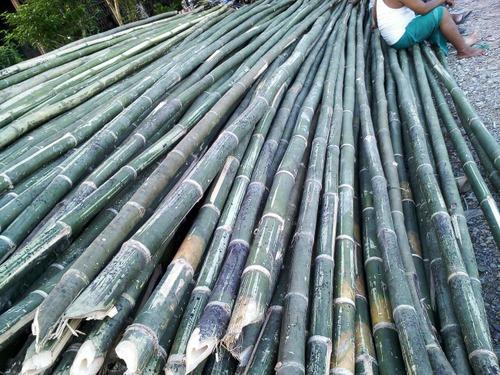 Bhaluka Bamboo, Length : 10-20ft