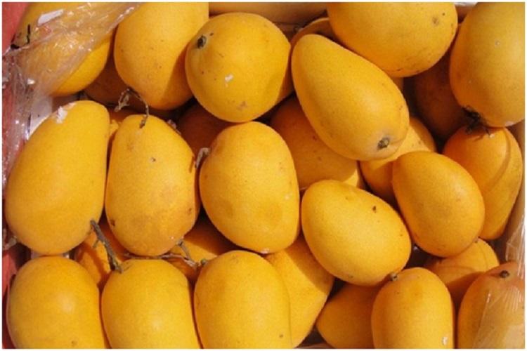 Fresh Badami Mango, for Direct Consumption, Food Processing, Juice Making, Packaging Type : Corrugated Box