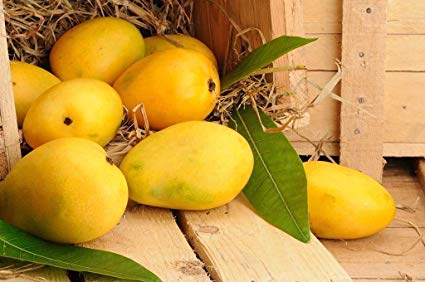 Organic Fresh Chaunsa Mango, Packaging Size : 30-40kg