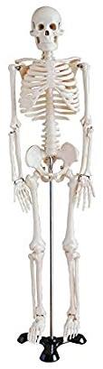 Fibre Human Skeleton, for Educational Use, Color : white