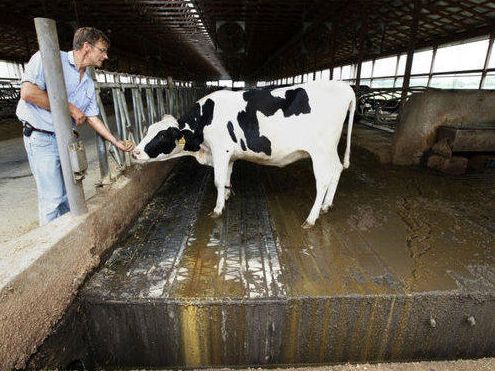 Dairy and Farm Waste Management Consultant