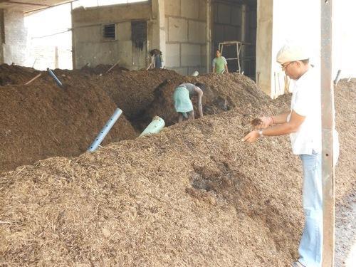 Mushroom Composting Consultancy Service