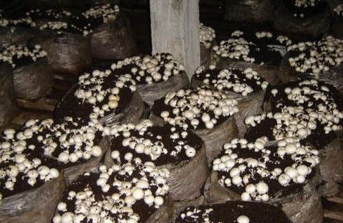 Mushroom Cultivation Consultant