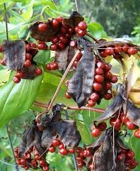 Common Gloriosa Superba Seeds, for Medicinal Uses, herbal, Purity : 99 % Min
