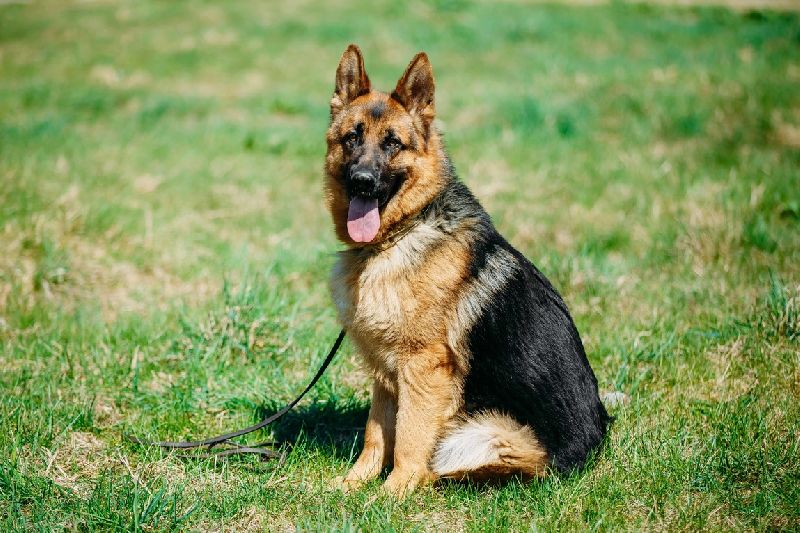 Canine Brigade Security Services