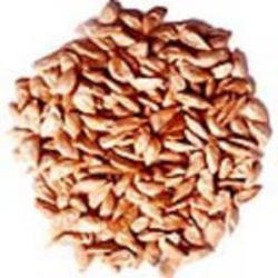 Cedrus Deodara Seeds, for Agriculture, Feature : Hybrid, Natural Taste, Purity