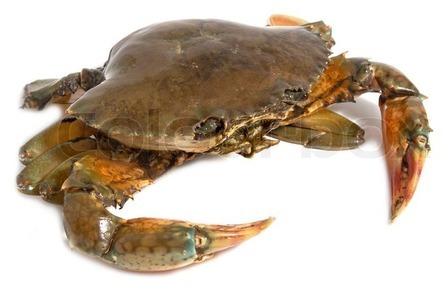 Sea Crab, for Cooking, Food, Feature : Delicious Taste, Fresh