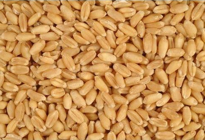 Organic Wheat Seeds, for Beverage, Flour, Food, Certification : FSSAI