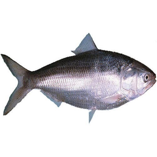Hilsa Fish, Packaging Type : Plastic Bag