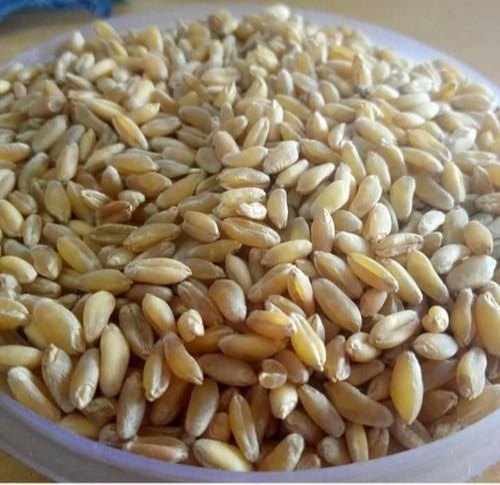 Organic bansi wheat, Shelf Life : 1yrs