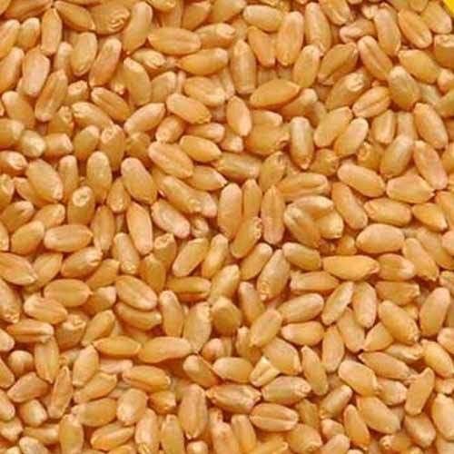 Sharbati Wheat, Color : Brown