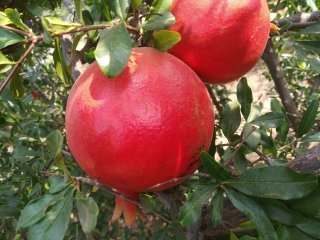 Common pomegranate, Shelf Life : 30 Days