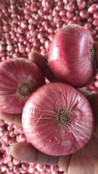 Natural fresh red onion, Size : Large, Medium, Packaging Type : Jute Bags,  Net Bags at Rs 10 / Kilogram in Surat