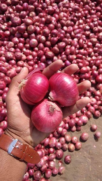 Indian fresh onion, Shelf Life : 1month