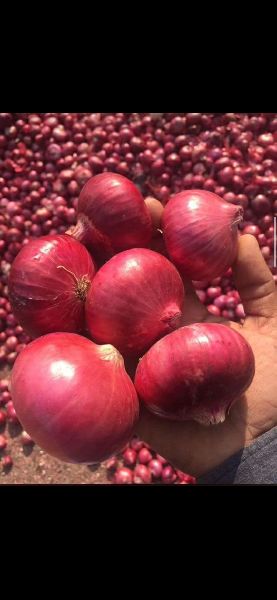 Onions, Shelf Life : 1month