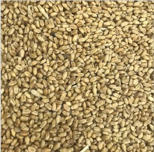 Organic Wheat Seeds, for Chapati, Khakhara, Roti, Style : Dried