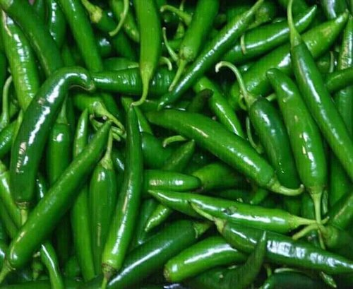 Natural Fresh Green Chilli