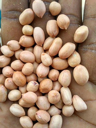 Organic Groundnut Seeds, for Agriculture, Cooking, Food, Style : Dried