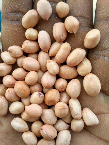 groundnut seeds