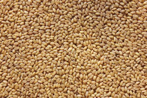 Sharbati Tukdi Wheat