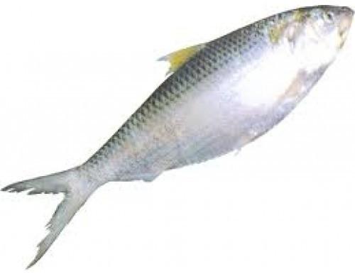 Fresh Hilsa Fish, Packaging Type : Thermocol Box