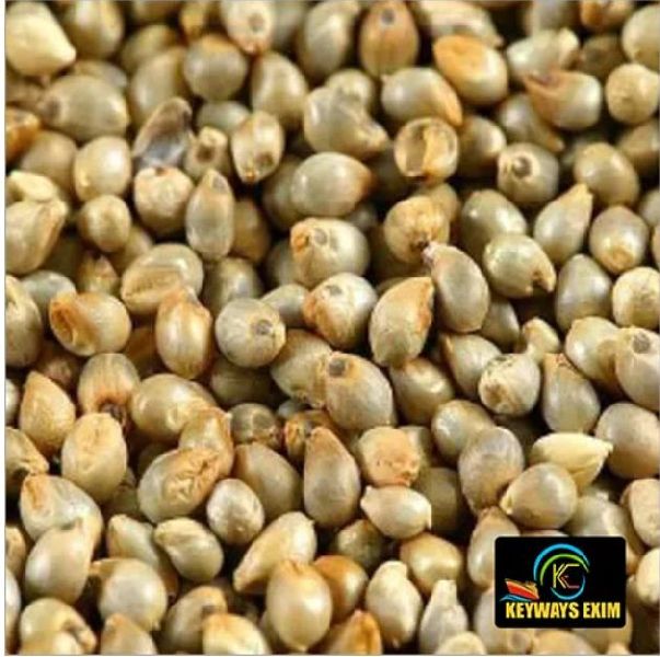 Organic Pearl Millet Seeds, for Cattle Feed, Cooking, Purity : 100%