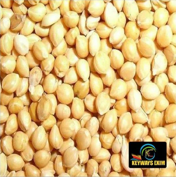 Organic Proso Millet Seeds, for Cattle Feed, Cooking, Purity : 100%