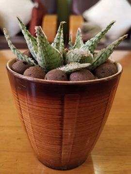 Brown Shaded Plastic Pot with Succulent Plant