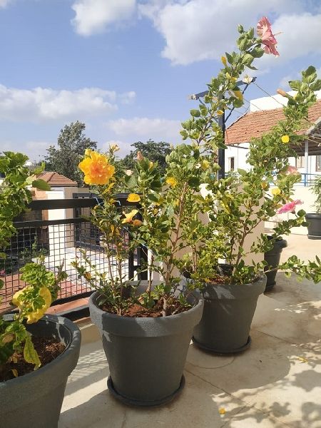 Hibiscus Plant with A High Grade Plastic Pot