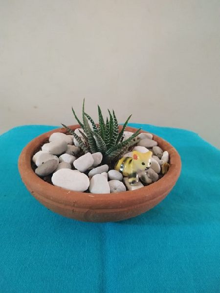 Oval Miniature Table Top Succulent Garden, Size : Multisizes