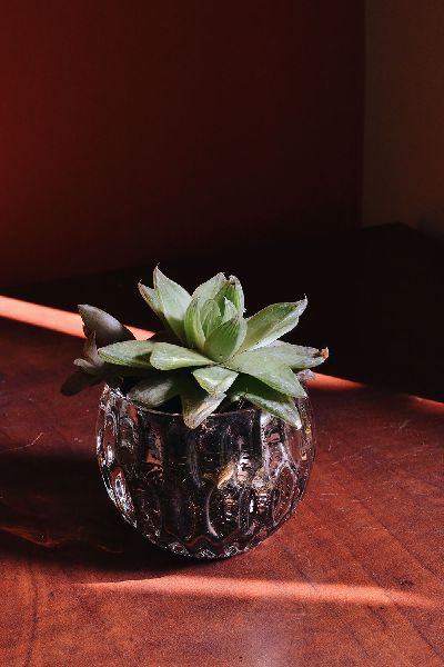 Round Glass Pot with Succulent Plant