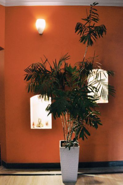 Self-Watering Planter With Chamaedorea Palm