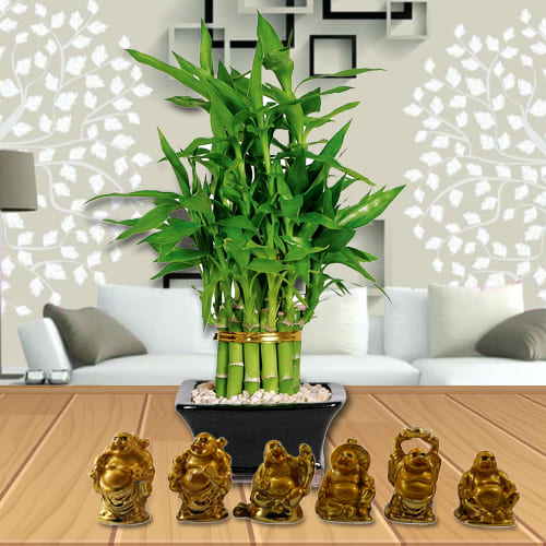 Attractive Gift of 2 Layer Lucky Bamboo Plant in Glass Pot with Laughing Buddha Statue Set