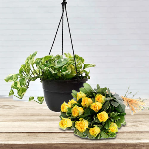 Decorative Indoor Gift of Hanging Money Plant with Yellow Roses Bunch