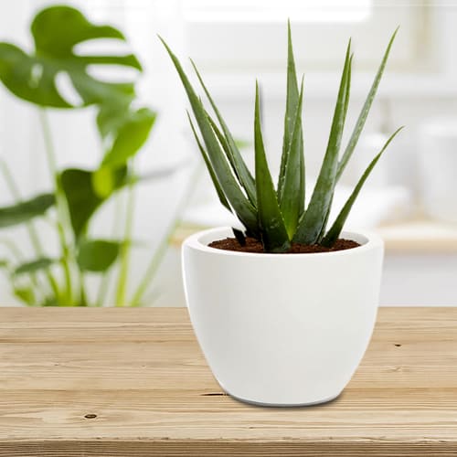 Healthy Aloe Vera Plant in an Elegant Ceramic Vase