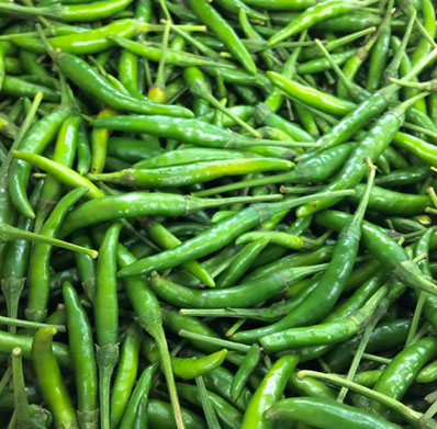 Organic Fresh Green Chilli, Packaging Type : Gunny Bags