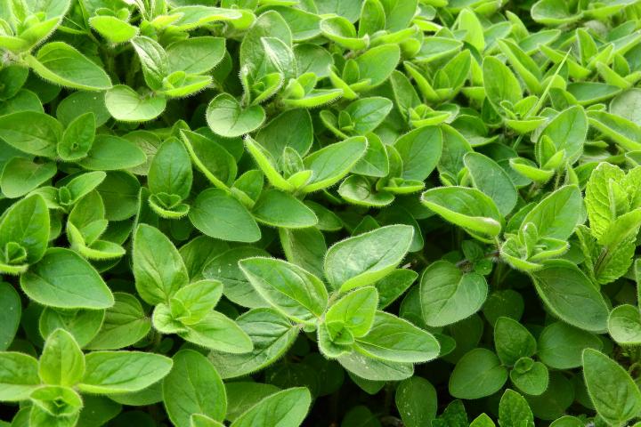 Marjoram Leaves