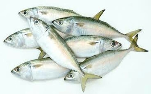 Frozen Indian Mackerel Fish, for Human Consumption, Making Oil, Feature : Good Protein