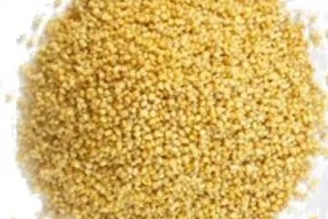 foxtail millet