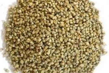 pearl millet