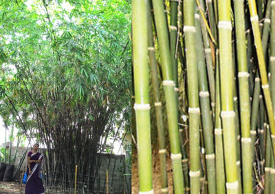 Bamboo Tissue Culture Plant, for Agriculture